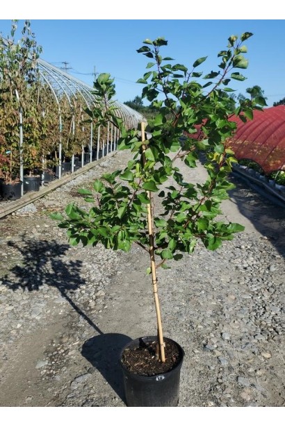 Абрикос Меджик Кот - саджанець в контейнері